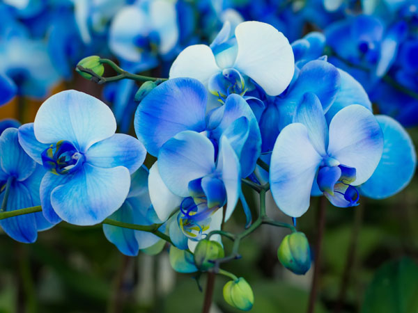 Синяя орхидея, краска